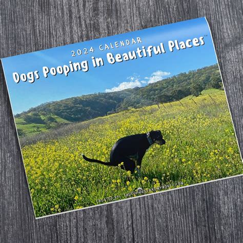 Dogs Pooping In Beautiful Places 2024 Calendar - Shut Up And Take My Money