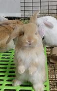 Image result for Spotty Mini Lop Bunny