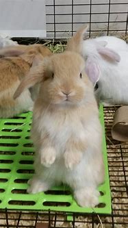 Image result for Super Cute Lop Bunny