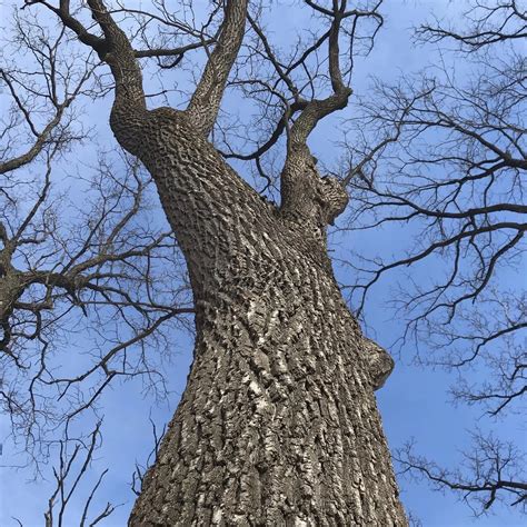 How to Have an Edible Garden Under Black Walnut Trees — Daily Harvest ...