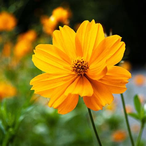 Cosmos Bright Lights Mix Flower | x 80 seeds – Veggie & Flower Garden Seeds