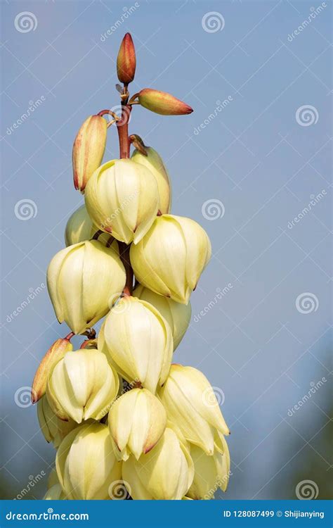 Agave flowers stock image. Image of white, barbados - 128087499