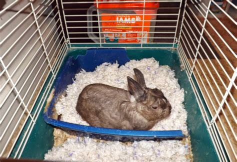 Best Bedding Rabbits at Merrill Lavallee blog