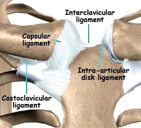 Biomechanics and treatment of acromioclavicular and sternoclavicular joint injuries | British ...