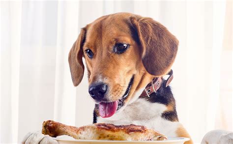 Can Dogs Eat Fried Chicken [2025] Breaded Chicken Puppies Safe or Bad