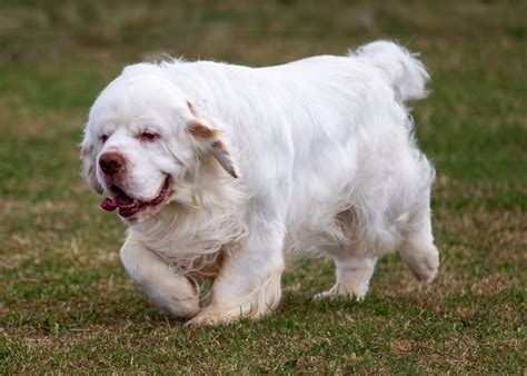 Clumber Spaniel Dog Breed Health and Care | PetMD