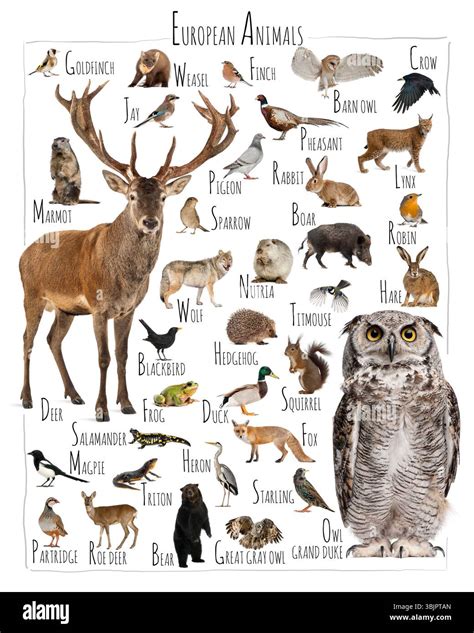 Wildlife In Europe