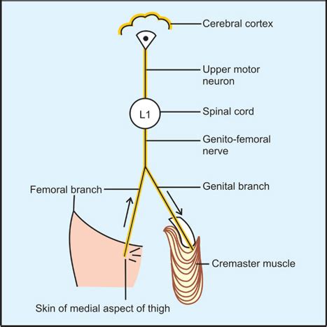 Image result for Cremasteric Reflex Function