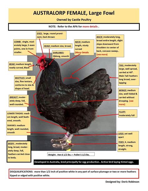 Australorp Chickens Eggs Baby Chicks: Black Australorp My Pet