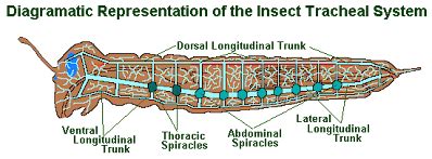 Structure and functions of Respiratory system