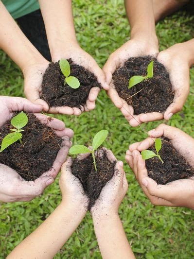 Tree Plantation Rameshwar | Thrive Foundation