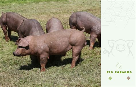 Duroc Pig Farming Guide: Raising this Valuable Meat-Improving Breed ...