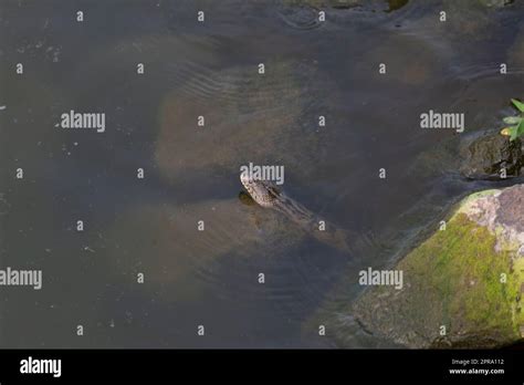 Diamondback Water Snake 的图像结果