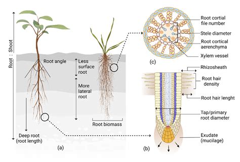 Roots’ Drought Adaptive Traits in Crop Improvement