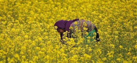 Rajasthan Procured 7 Lakh Tonne Less Mustard Than Target as Market ...