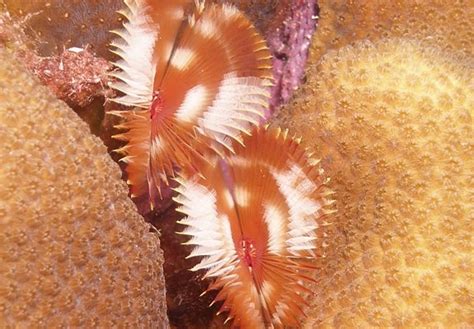 BONAIRE NATIONAL MARINE PARK - All You Need to Know BEFORE You Go 2026 ...