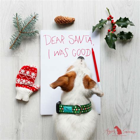 Dog Christmas Pictures: Adorable Pets for Holiday Cards