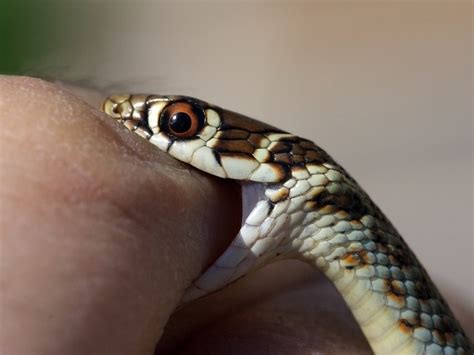 Garter Snake Bite