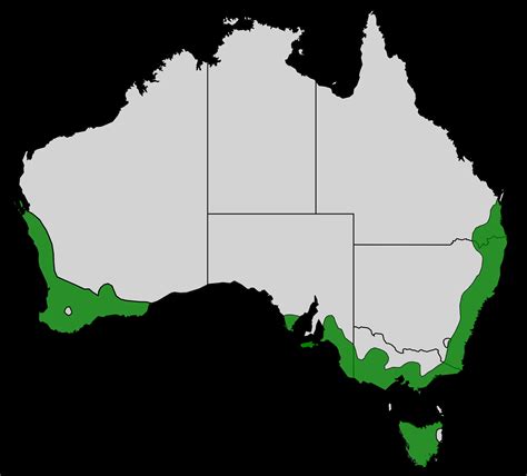 Southern emu-wren - Facts, Diet, Habitat & Pictures on Animalia.bio