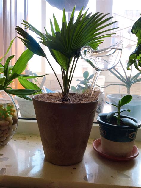 Image result for Auto Irrigation System