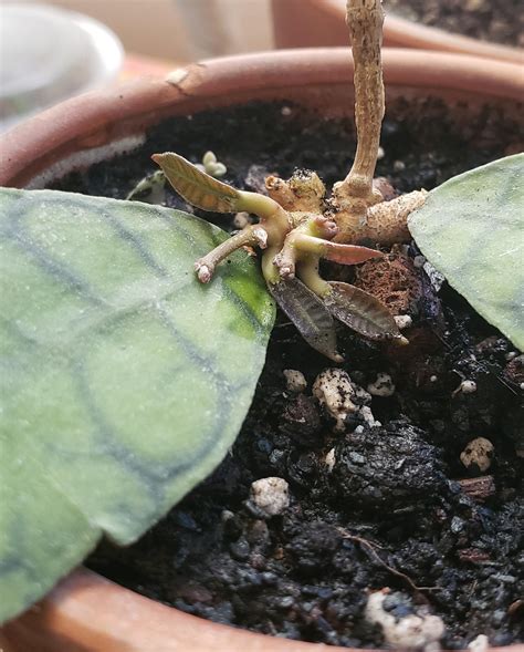 All at once after long nothing : r/hoyas