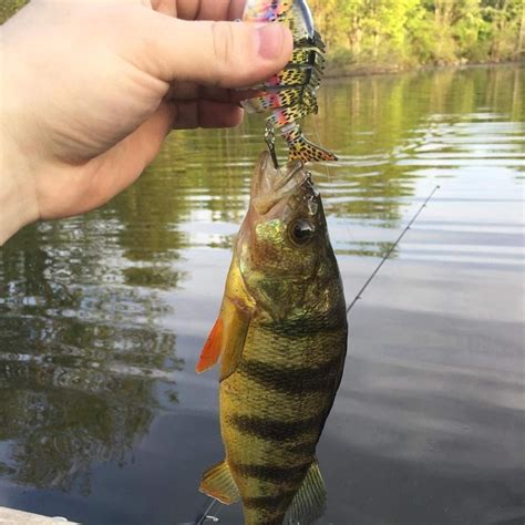 Buy Rose Kuli Fishing Lures for Bass Trout Topwater Multi Jointed ...