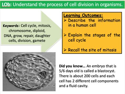 Free Science Lessons Cell Division 的图像结果
