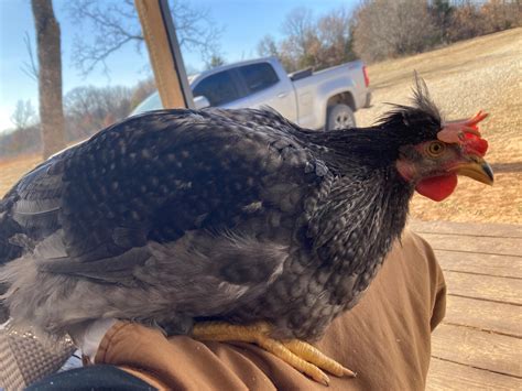 Sapphire Olive Egger