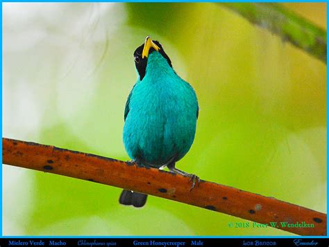 Image result for Java Star Triangle
