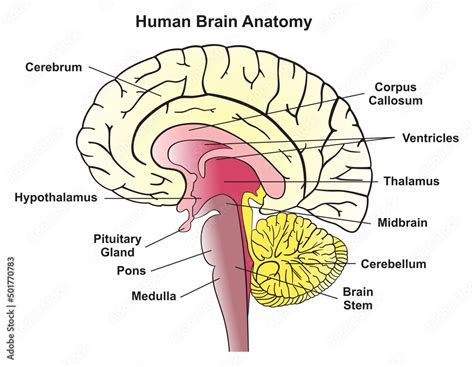 Image result for Brain Network Python
