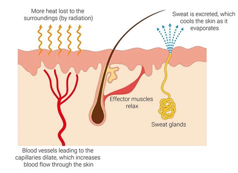 Control of Body Temperature | GCSE Biology Revision