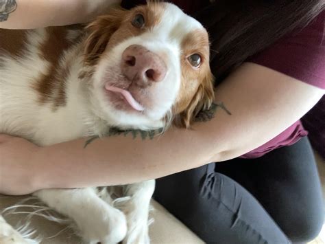 Just discovered this sub!! Meet Barley. He only has one brain cell. Poor guy. : r/BrittanySpaniel