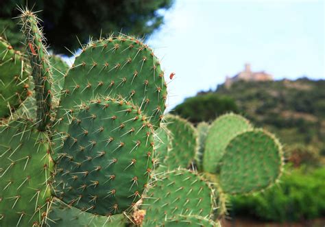 Names Of Thorny Bushes Different Types Of Cactus In Pots Are Arranged