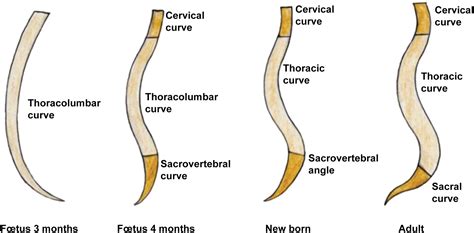 The Evolutionary Development Of The Vertebral Column Explained