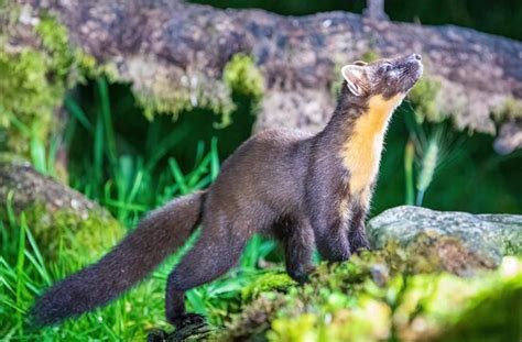 Nature Nuts (Blairgowrie) - 2021 What to Know Before You Go (with ...