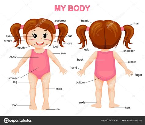 Caricature Bodies