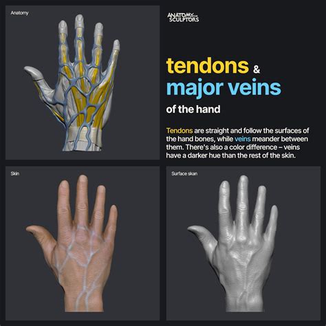 ArtStation - Tendons and Major veins of the hand