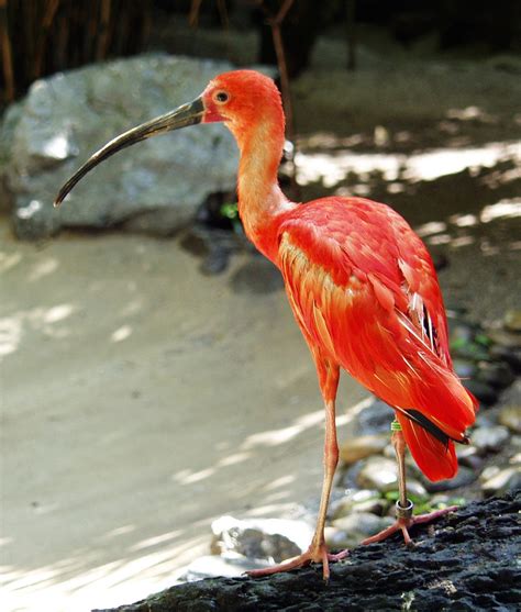 Scarlet Ibis