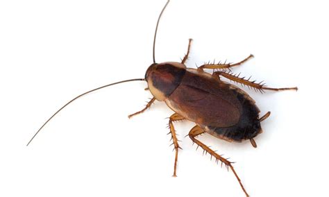Roaches In Virginia - A-Z Animals