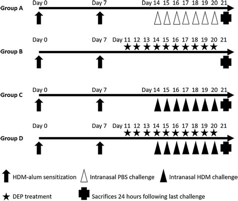 Image result for Intraperitoneal Injection of BALB/c Mice