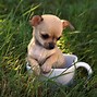 Image result for Really Cute Teacup Animals