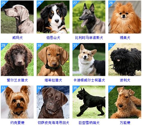 宠物狗的种类（178个宠物狗品种图片大全）_可可情感网