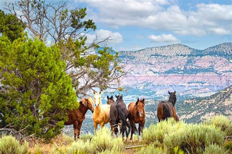 Best Places To Live In Colorado With Horses at Joseph Tousignant blog