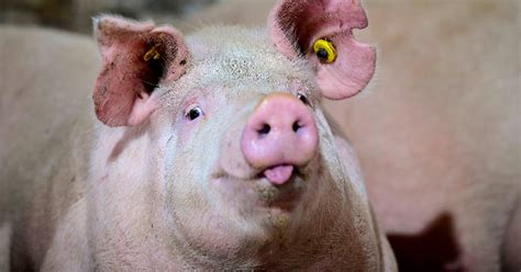 All You Need To Know About African Swine Fever In Assam