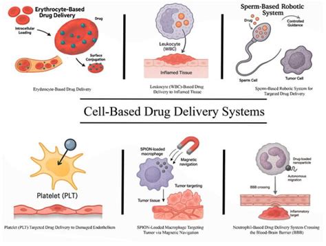 Cell-Based Drug Delivery Systems: Innovative Drug Transporters for ...