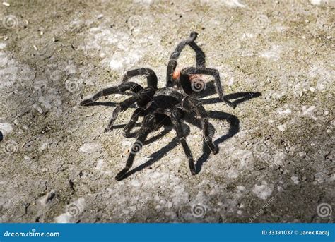Black spider on the ground stock image. Image of jungle - 33391037
