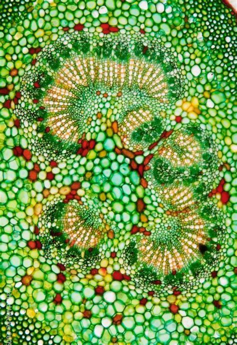 Cell Structure Under Microscope 的图像结果