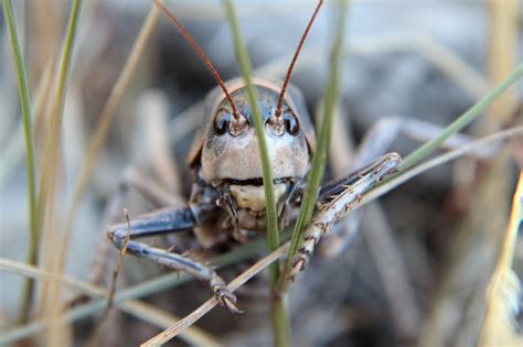 Crawling with Crickets: The Insect Swarm of the Western US