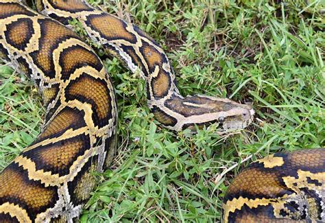 Image result for Python Snake Florida