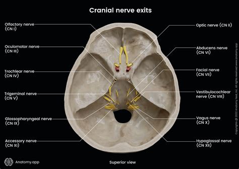Cranial nerves | Encyclopedia | Anatomy.app | Learn anatomy | 3D models ...